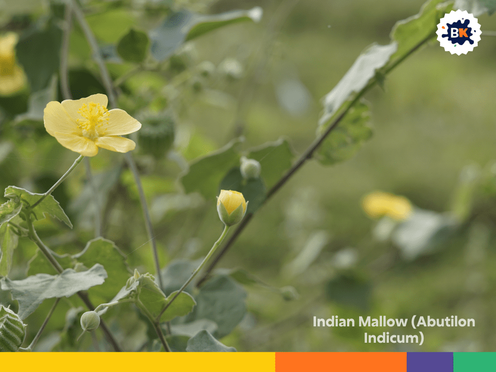 Indian Mallow (Abutilon Indicum) Indian Mallow (Abutilon Indicum)
