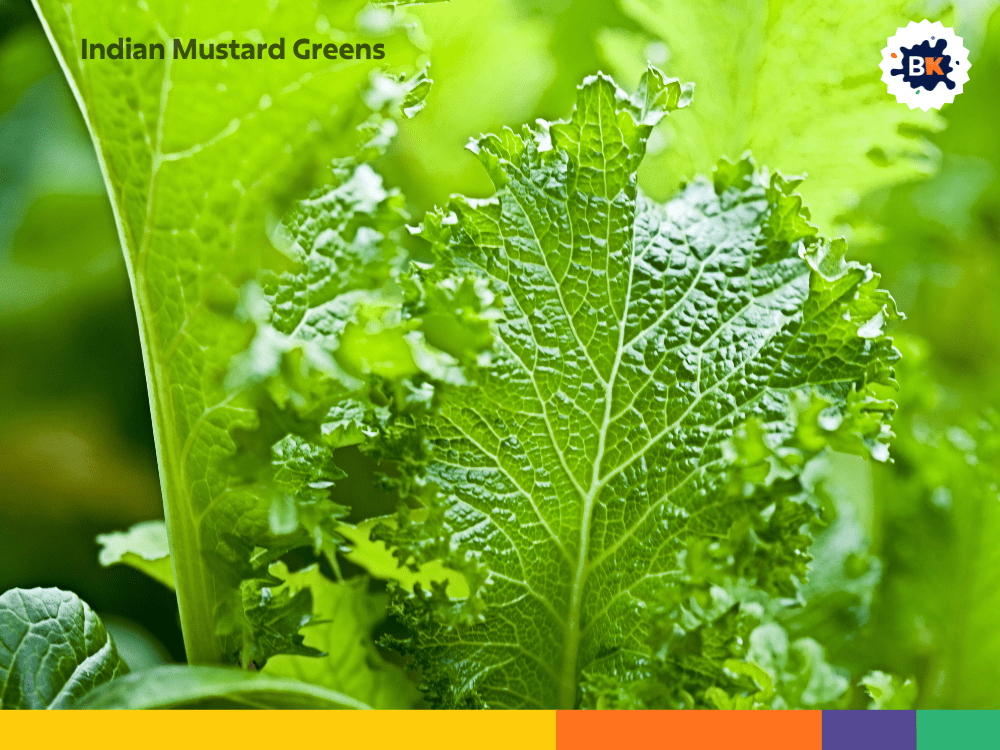 Indian Mustard Greens Indian Mustard Greens
