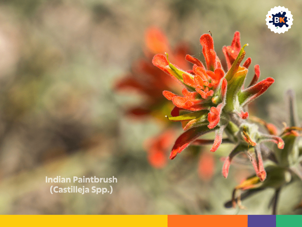 Indian Paintbrush (Castilleja Spp.) Indian Paintbrush (Castilleja Spp.)