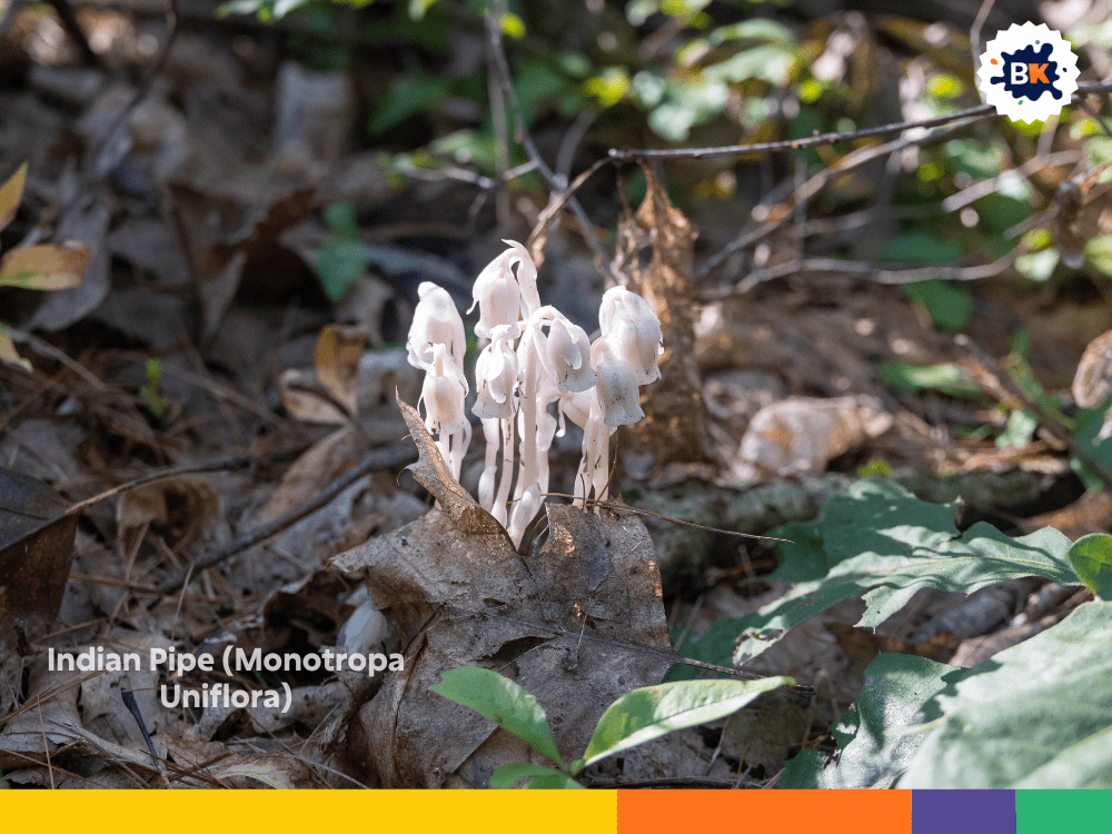 Indian Pipe (Monotropa Uniflora) Indian Pipe (Monotropa Uniflora)