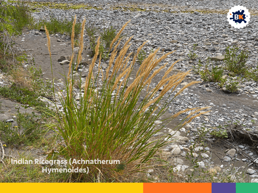 Indian Ricegrass (Achnatherum Hymenoides) Indian Ricegrass (Achnatherum Hymenoides)