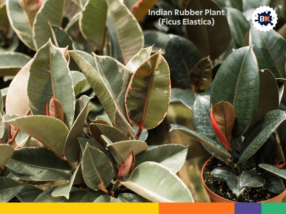 Indian Rubber Plant (Ficus Elastica) Indian Rubber Plant (Ficus Elastica)