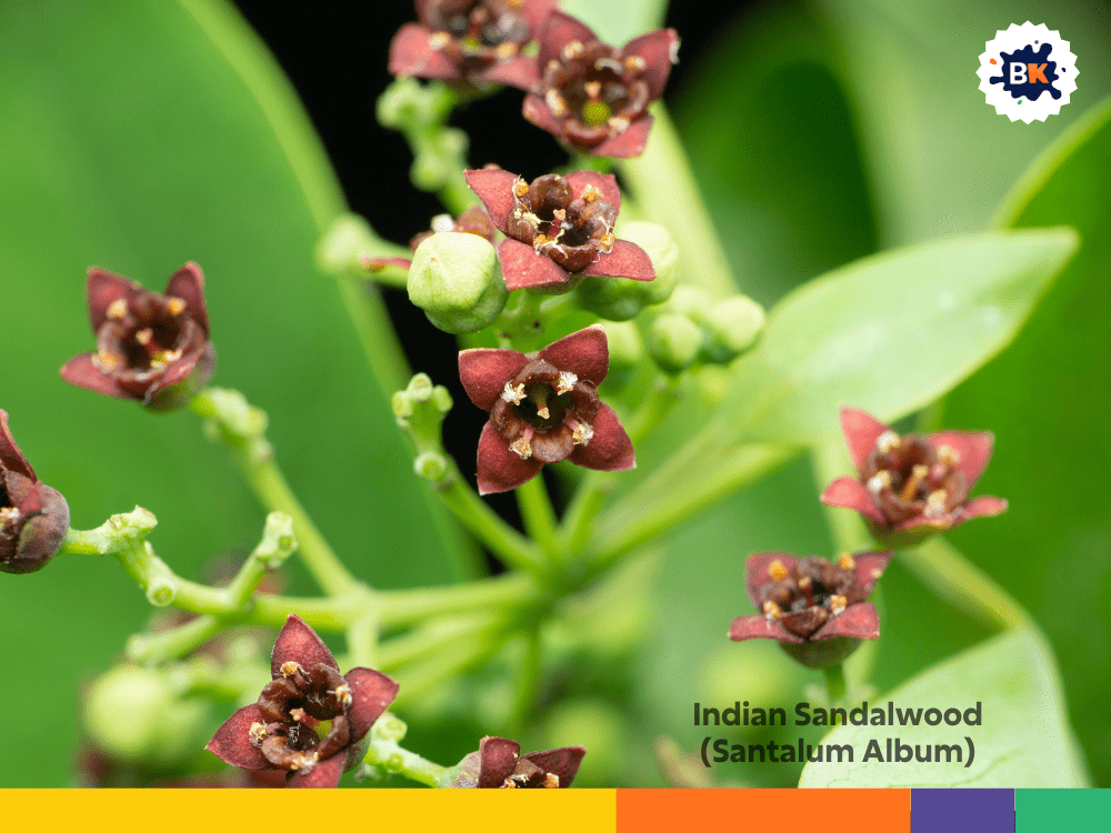 Indian Sandalwood (Santalum Album) Indian Sandalwood (Santalum Album)