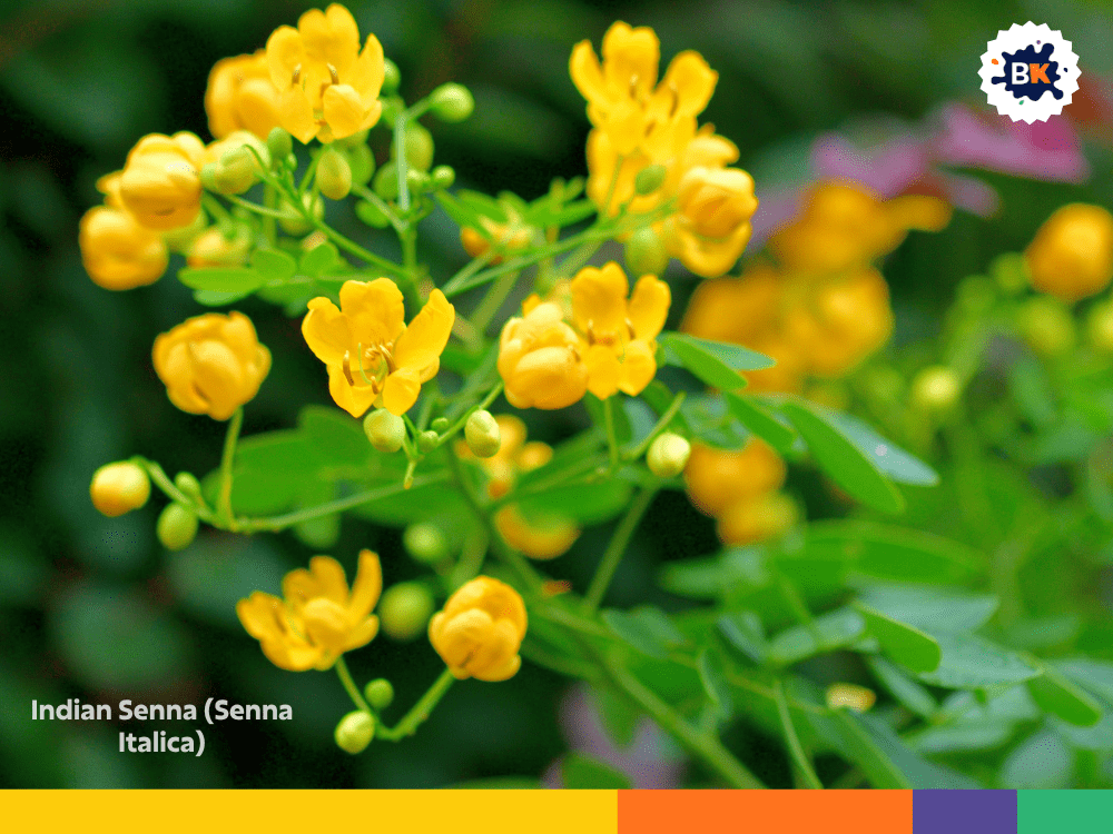 Indian Senna (Senna Italica) Indian Senna (Senna Italica)