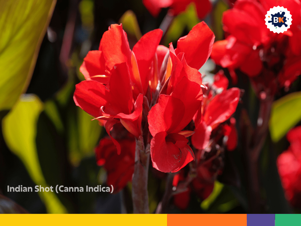 Indian Shot (Canna Indica) Indian Shot (Canna Indica)