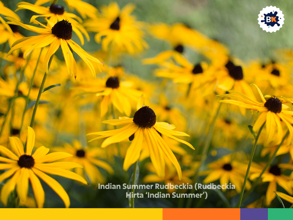 Indian Summer Rudbeckia (Rudbeckia Hirta ‘Indian Summer’) Indian Summer Rudbeckia (Rudbeckia Hirta ‘Indian Summer’)