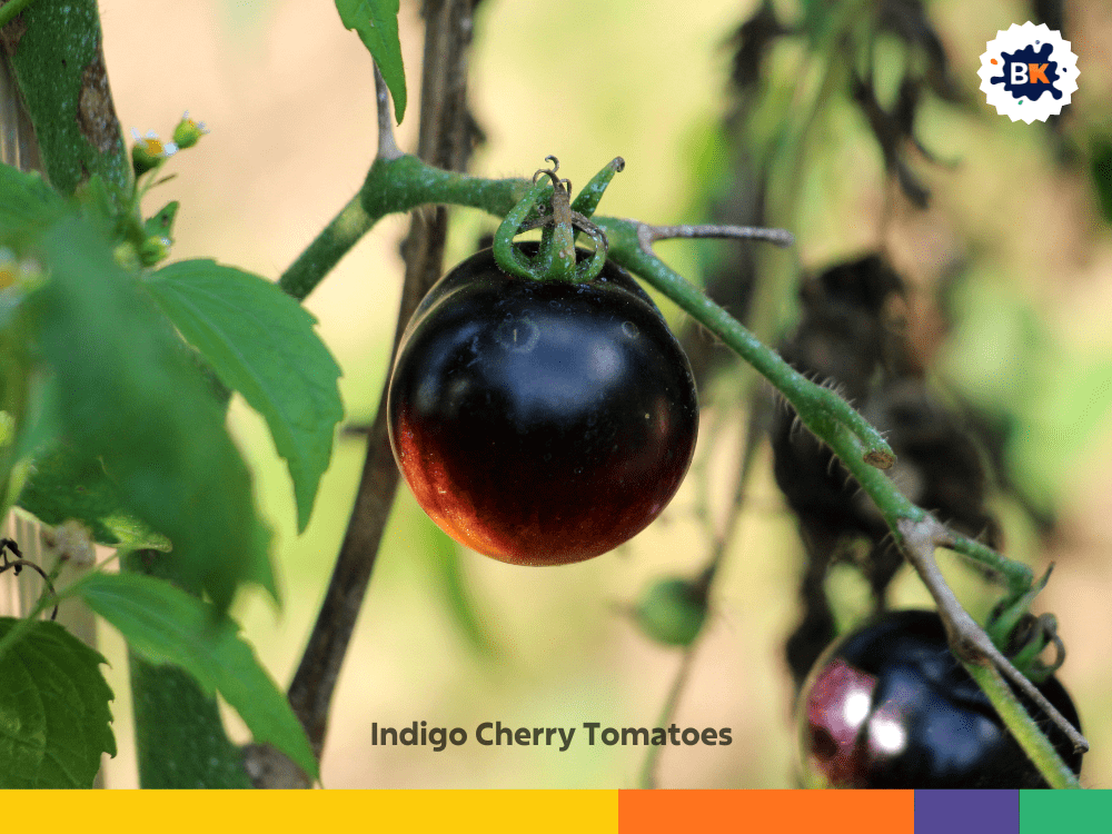 Indigo cherry tomatoes Indigo cherry tomatoes