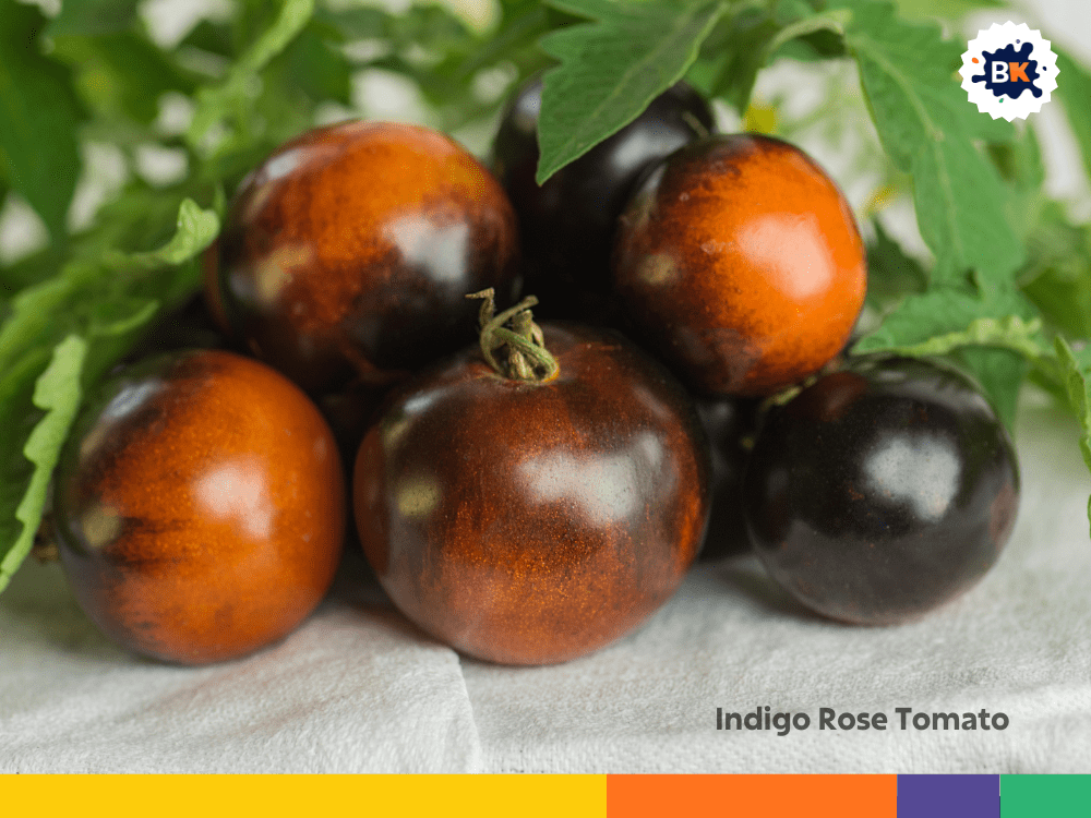 Indigo Rose Tomato Indigo Rose Tomato