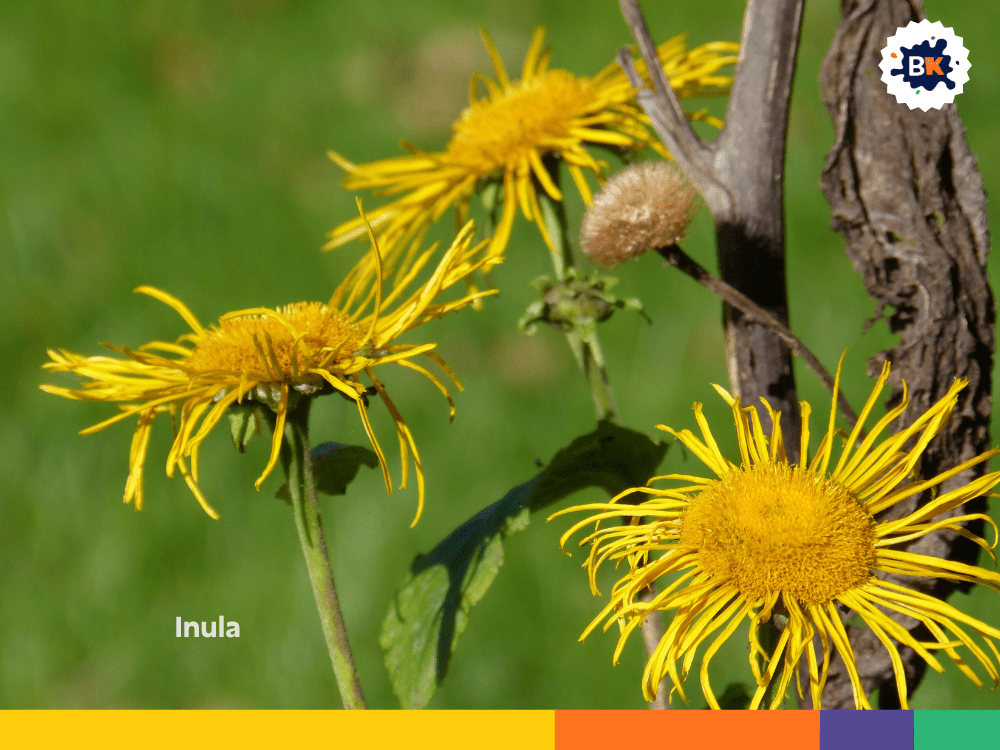 Inula Inula