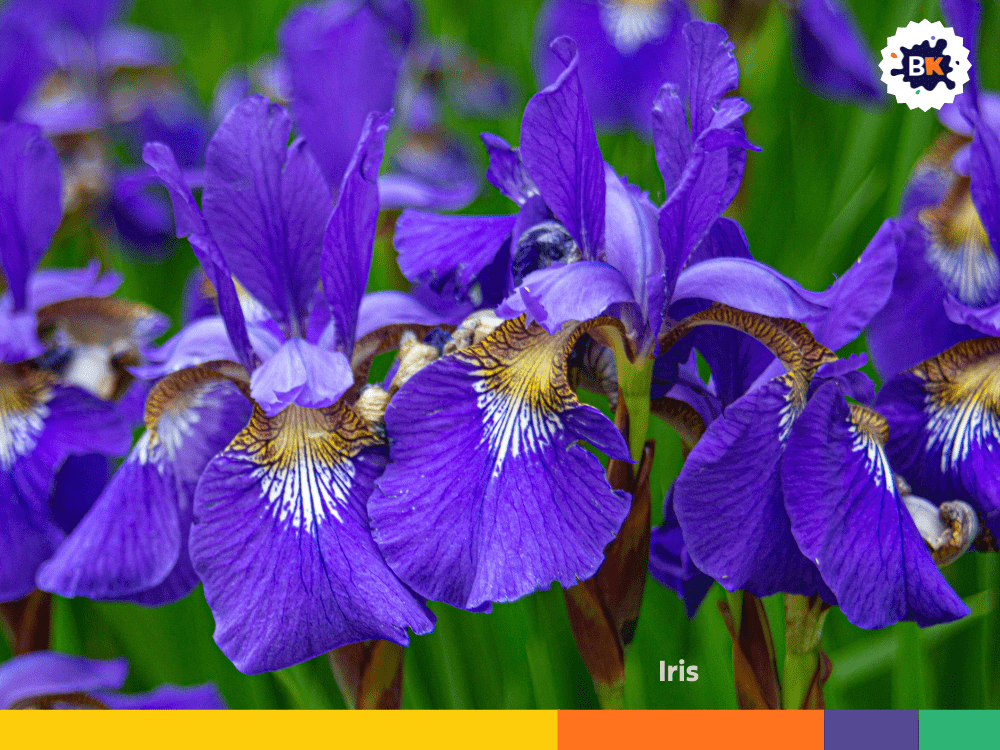 Iris Iris
