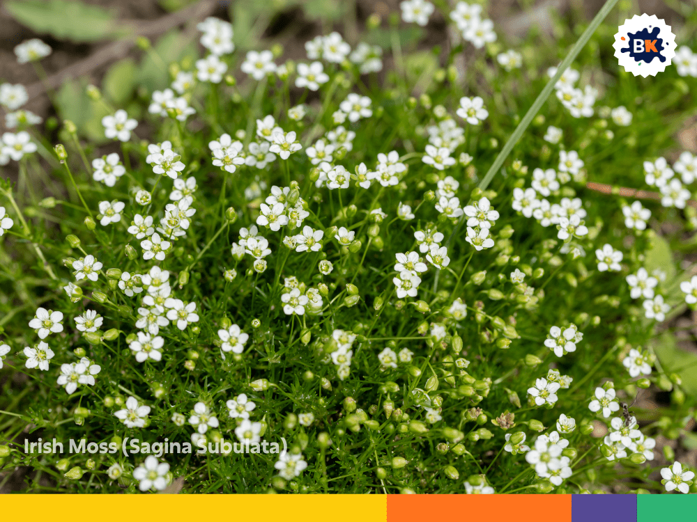Irish Moss (Sagina Subulata) Irish Moss (Sagina Subulata)