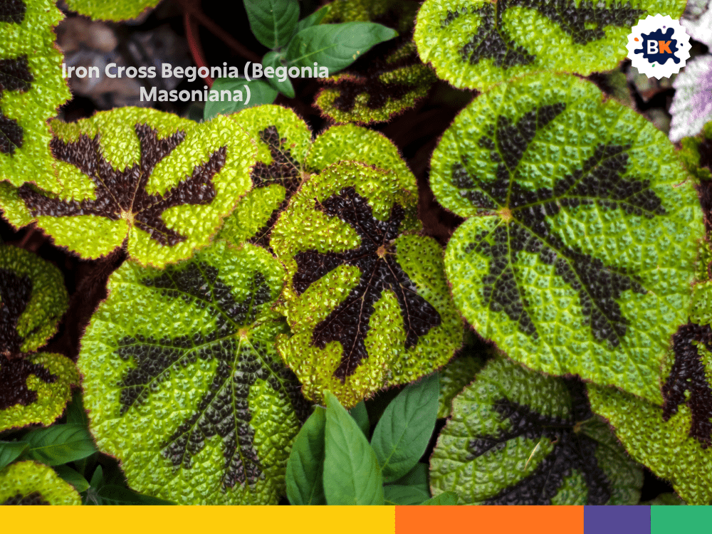Iron Cross Begonia (Begonia Masoniana) Iron Cross Begonia (Begonia Masoniana)