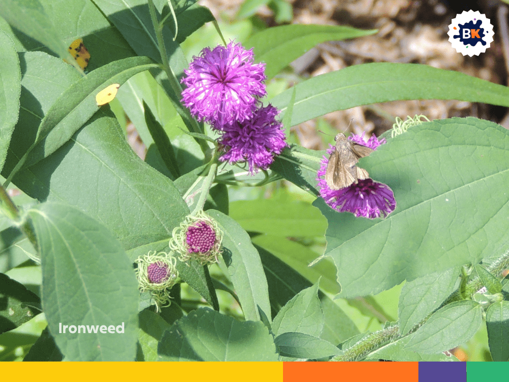 Ironweed Ironweed