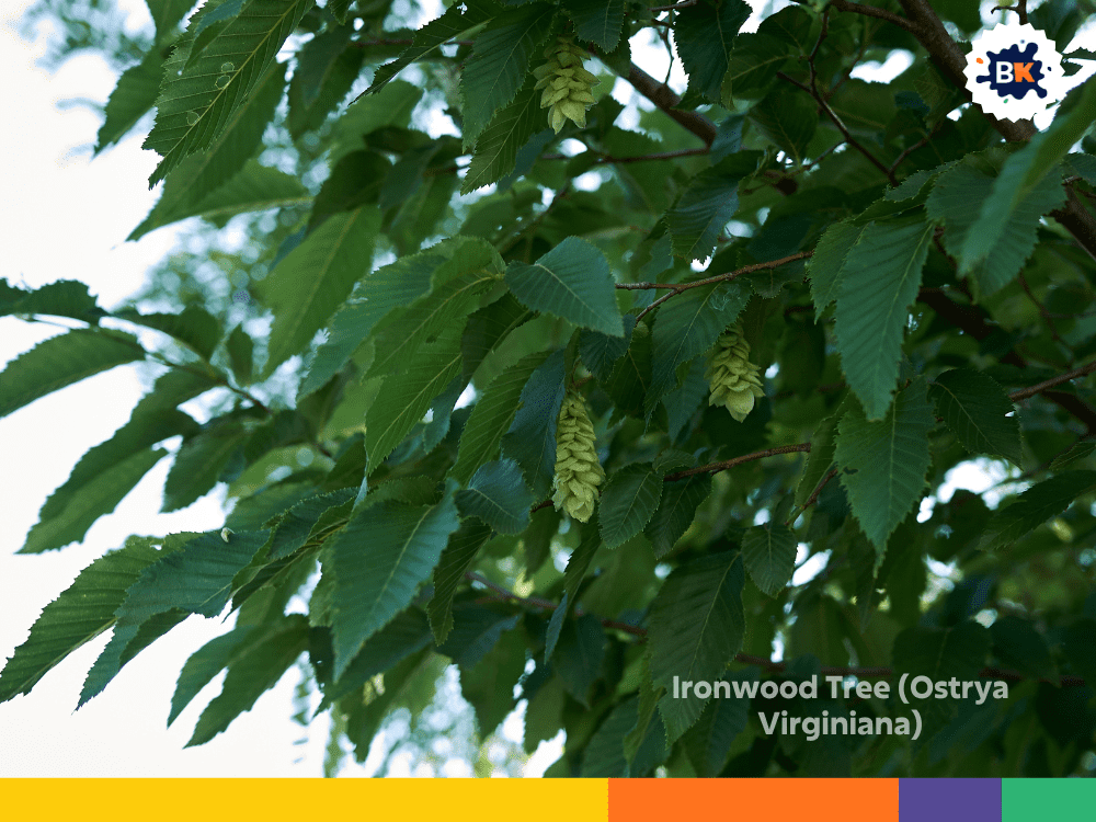 Ironwood Tree (Ostrya Virginiana) Ironwood Tree (Ostrya Virginiana)