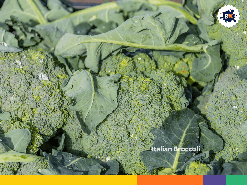 Italian Broccoli Italian Broccoli