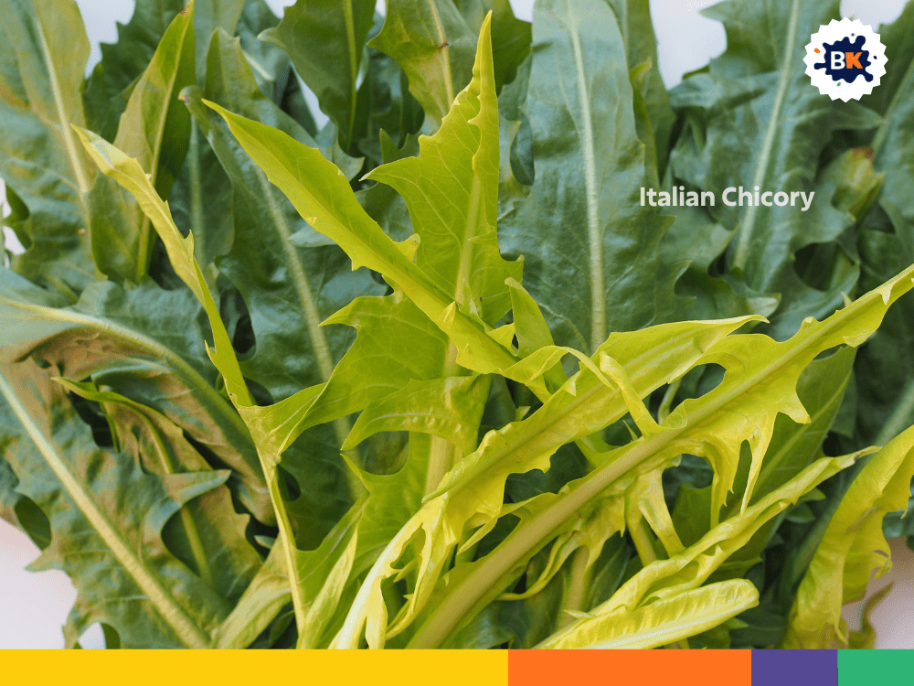 Italian Chicory Italian Chicory