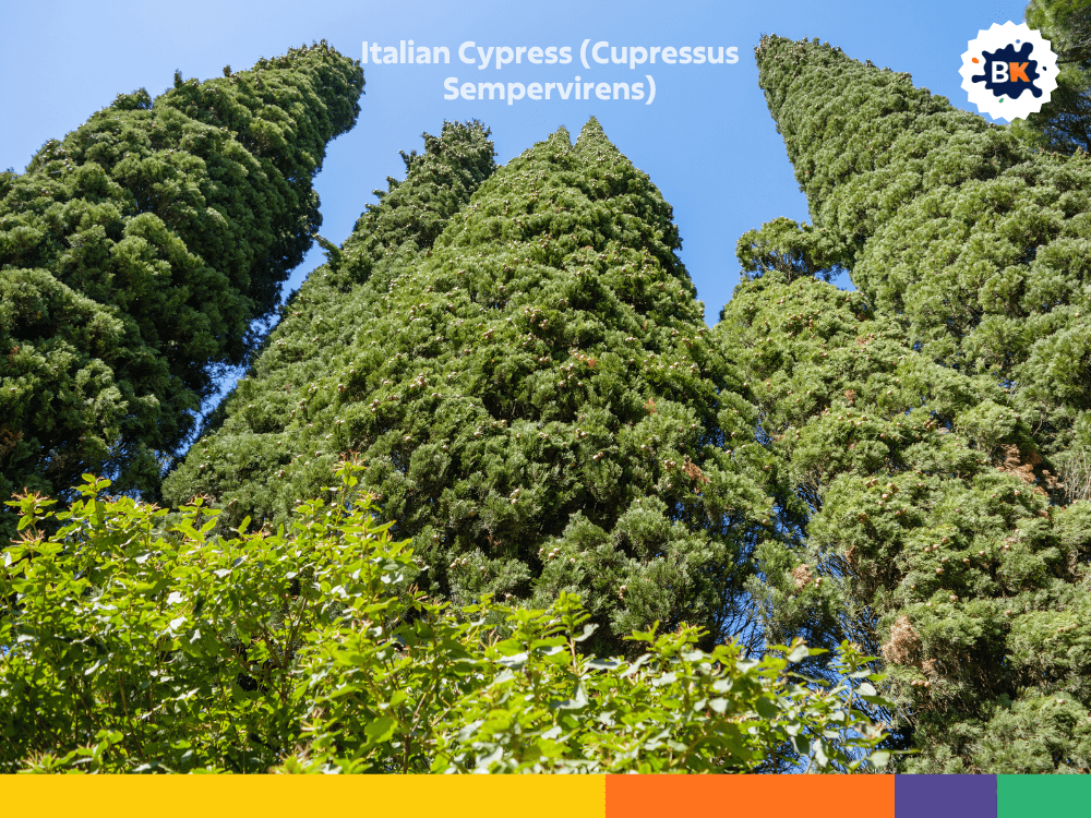 Italian Cypress (Cupressus Sempervirens) Italian Cypress (Cupressus Sempervirens)