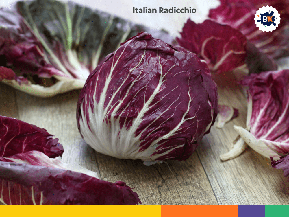 Italian Radicchio Italian Radicchio