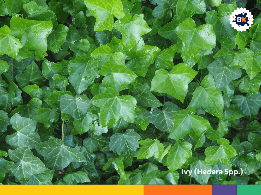 Ivy (Hedera Spp.) Ivy (Hedera Spp.)