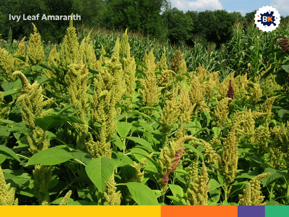 Ivy Leaf Amaranth Ivy Leaf Amaranth