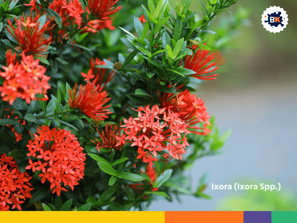 Ixora (Ixora Spp.) Ixora (Ixora Spp.)