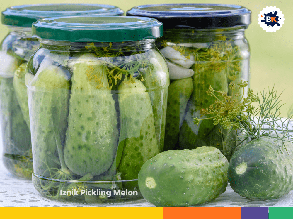 Iznik Pickling Melon Iznik Pickling Melon
