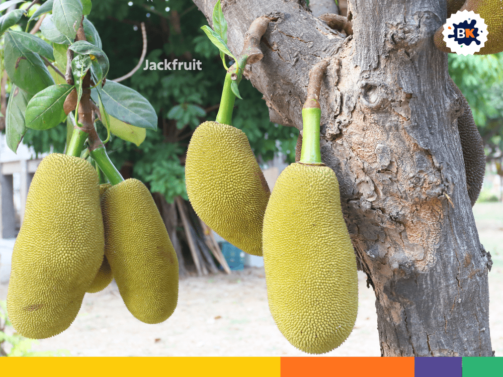 Jackfruit Jackfruit