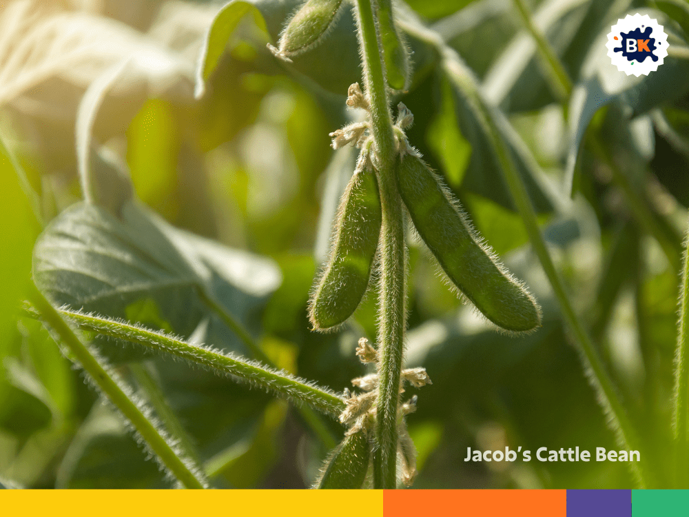 Jacob’s Cattle Bean Jacob’s Cattle Bean