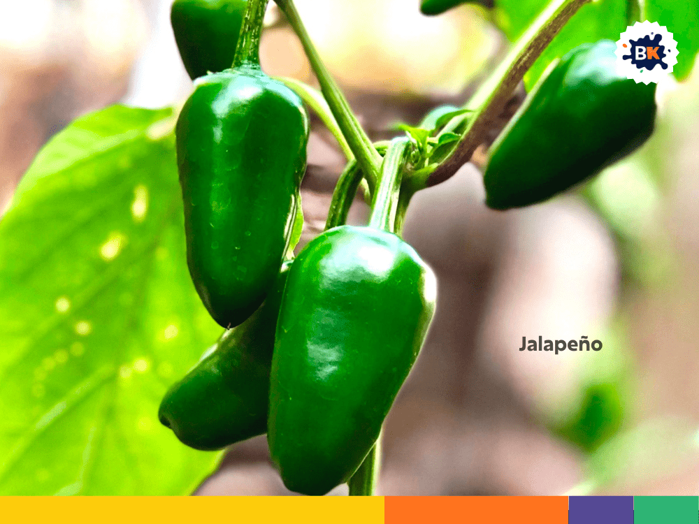 Jalapeño Jalapeño
