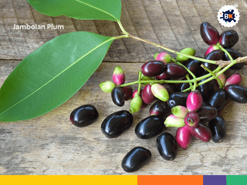 Jambolan Plum Jambolan Plum