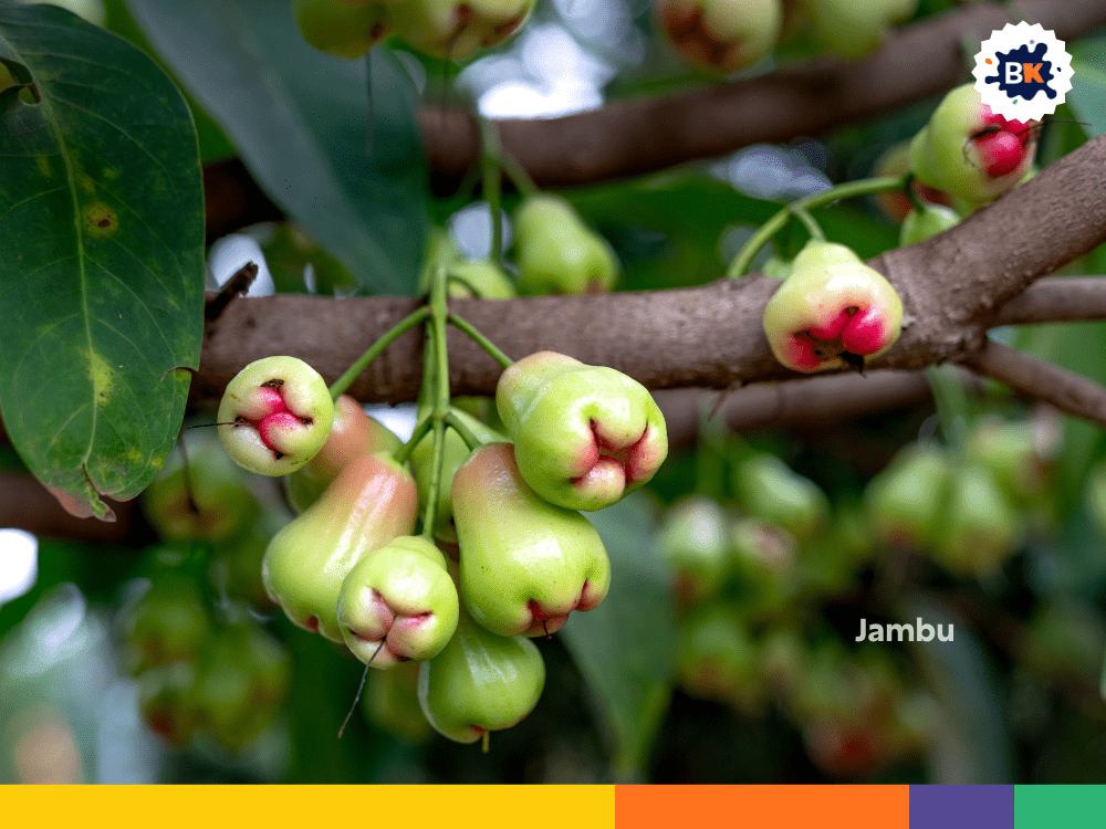 Jambu Jambu