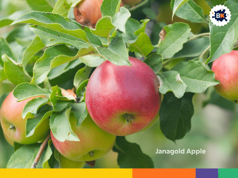 Janagold Apple Janagold Apple