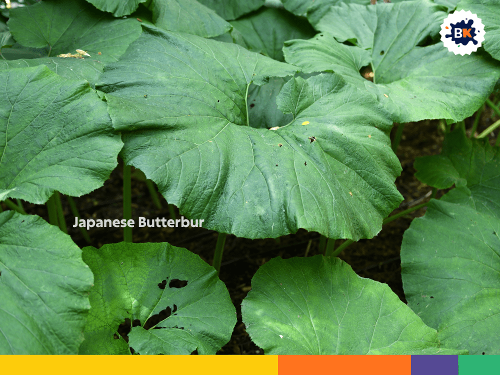 Japanese Butterbur Japanese Butterbur