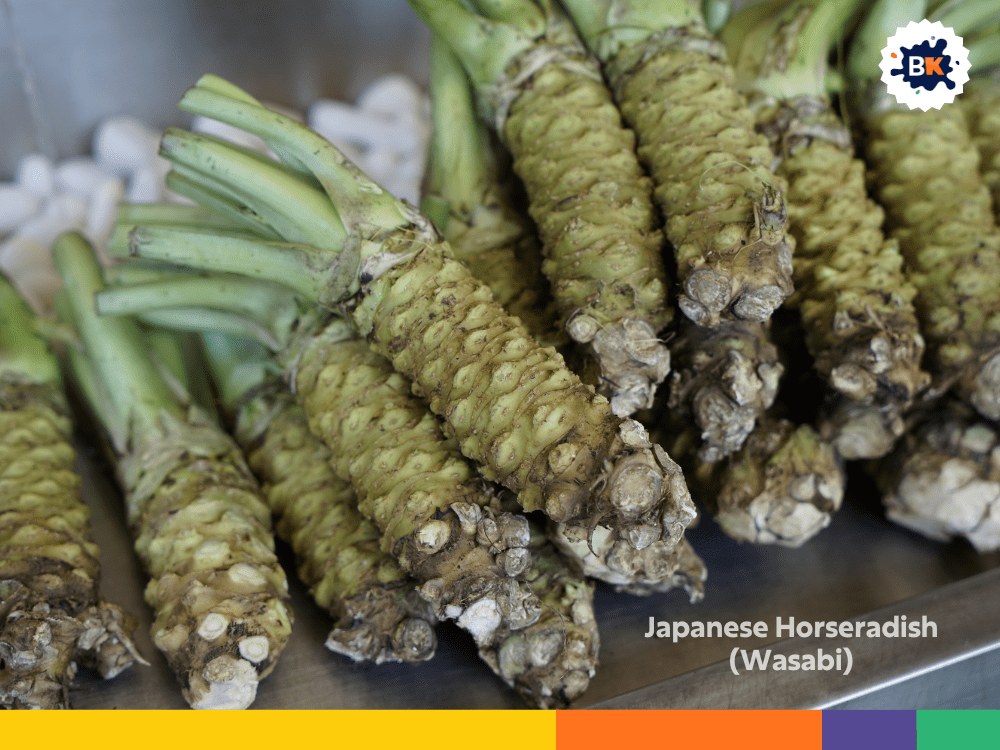 Japanese Horseradish (Wasabi) Japanese Horseradish (Wasabi)