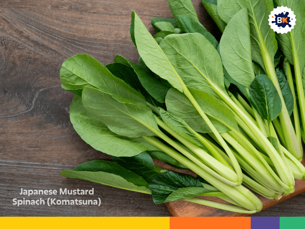 Japanese Mustard Spinach (Komatsuna) Japanese Mustard Spinach (Komatsuna)
