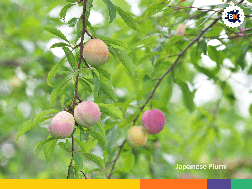 Japanese Plum Japanese Plum