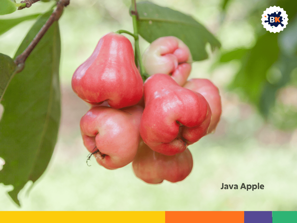 Java Apple Java Apple