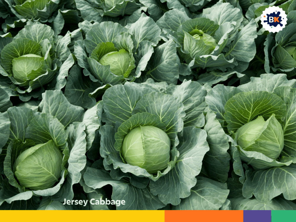 Jersey Cabbage Jersey Cabbage