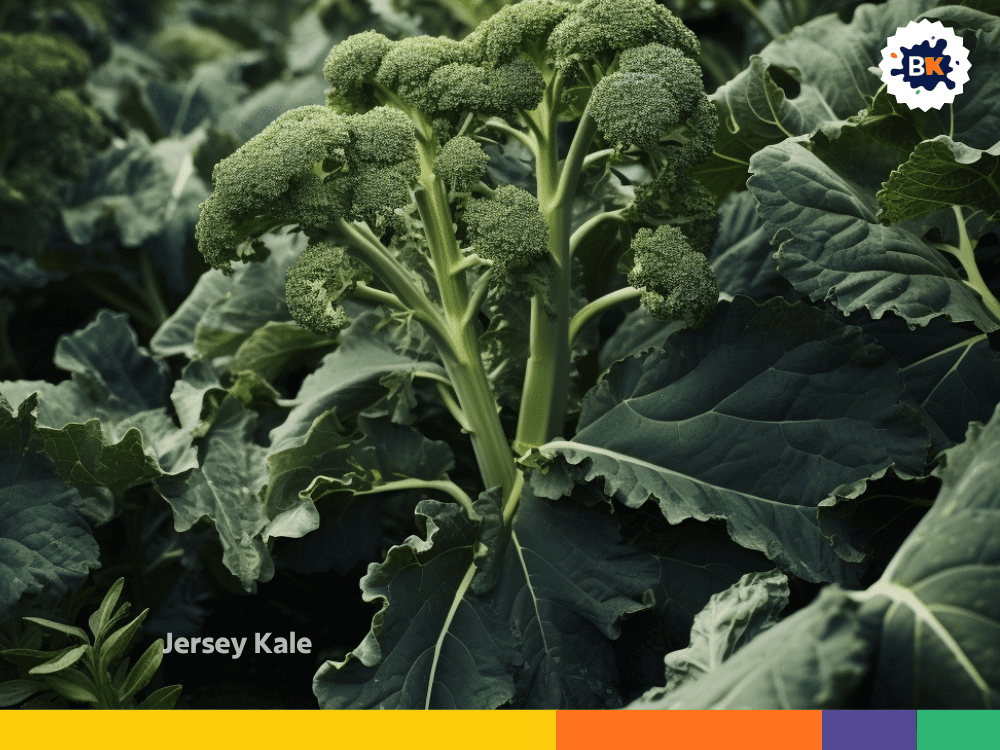 Jersey Kale Jersey Kale