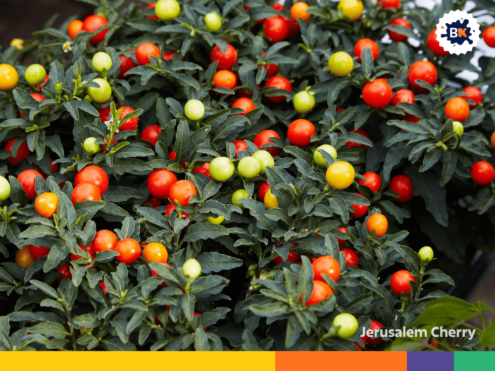 Jerusalem Cherry Jerusalem Cherry