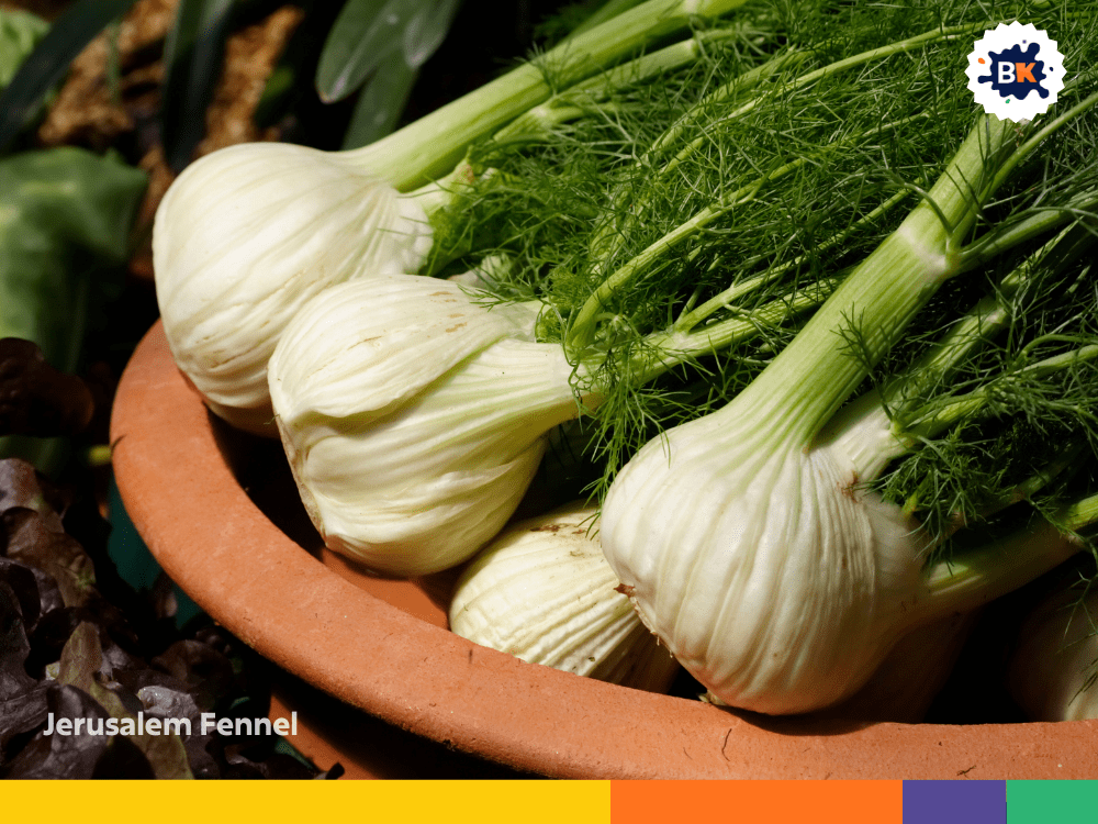 Jerusalem Fennel Jerusalem Fennel