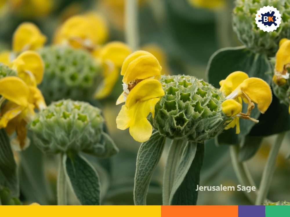 Jerusalem Sage Jerusalem Sage