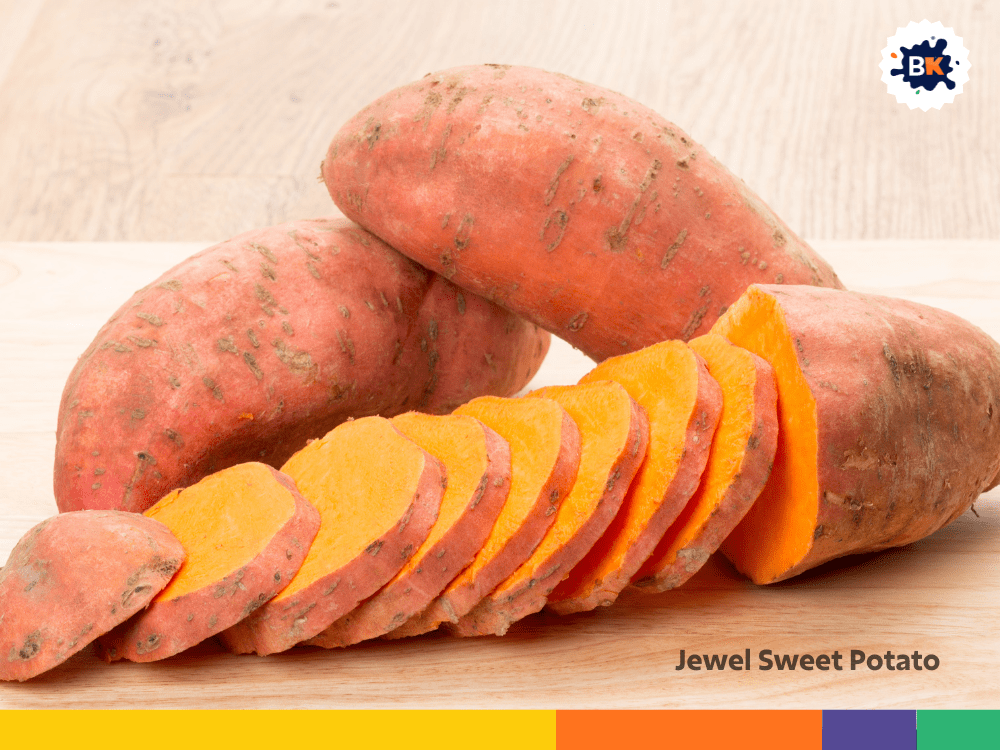 Jewel Sweet Potato Jewel Sweet Potato