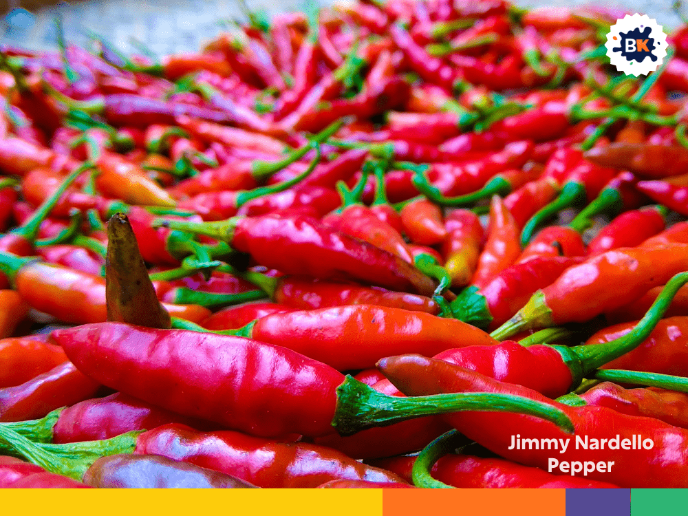 Jimmy Nardello Pepper Jimmy Nardello Pepper