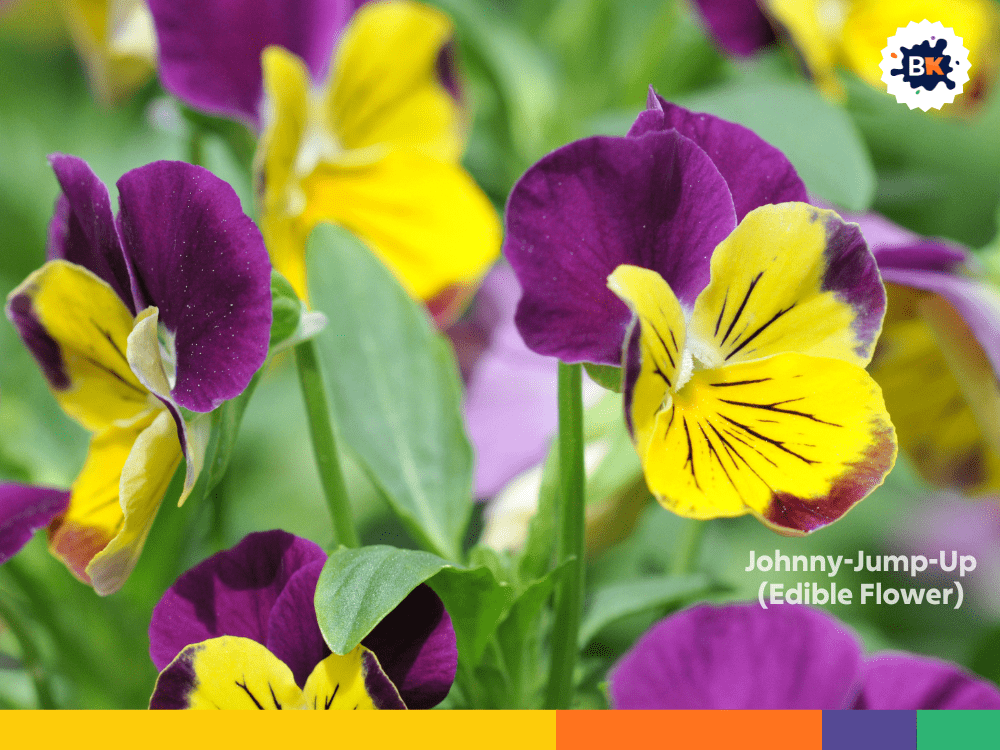 Johnny-Jump-Up (Edible Flower) Johnny-Jump-Up (Edible Flower)
