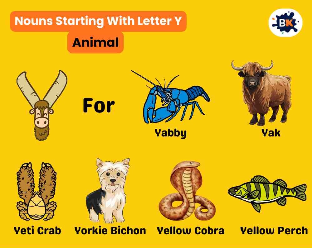 Nouns Starting With Letter Y- Animal For Kids Nouns Starting With Letter Y- Animal For Kids