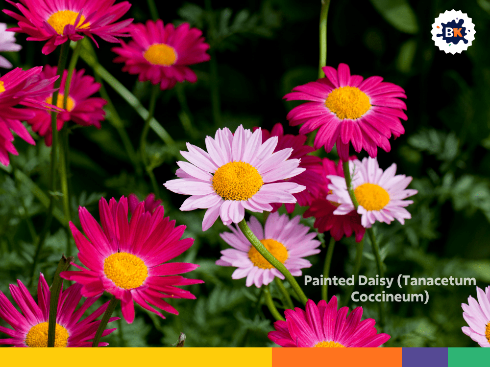 Painted Daisy (Tanacetum Coccineum) Painted Daisy (Tanacetum Coccineum)