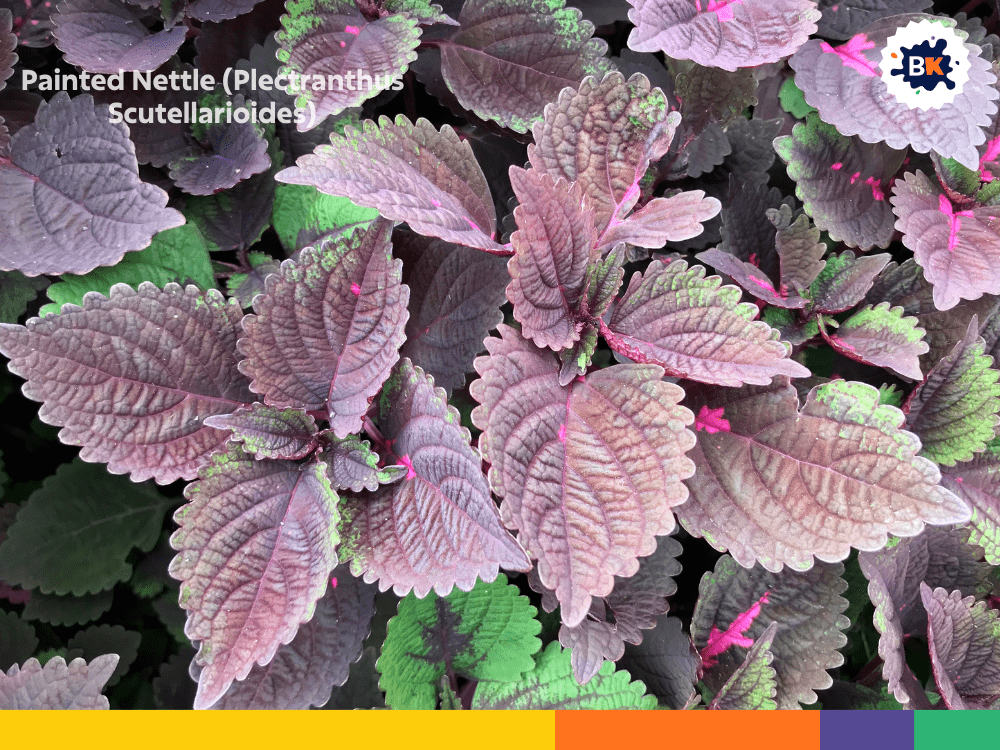 Painted Nettle (Plectranthus Scutellarioides) Painted Nettle (Plectranthus Scutellarioides)