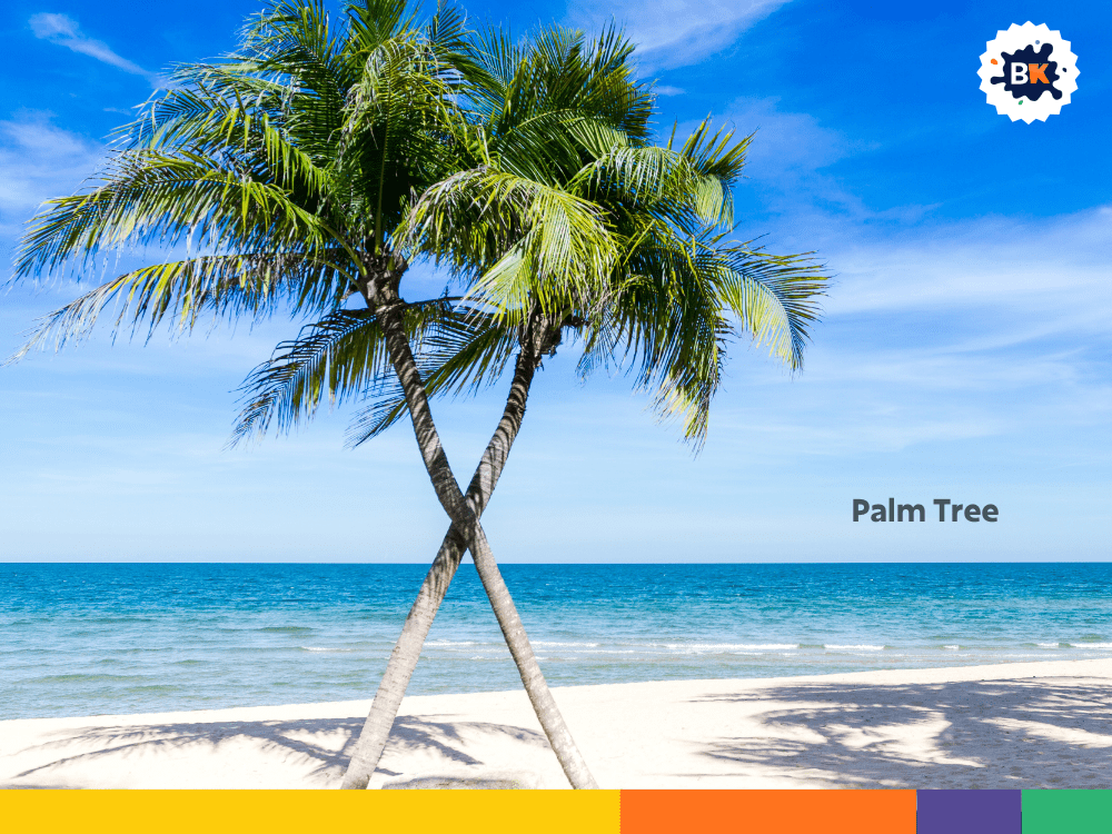 Palm Tree Palm Tree