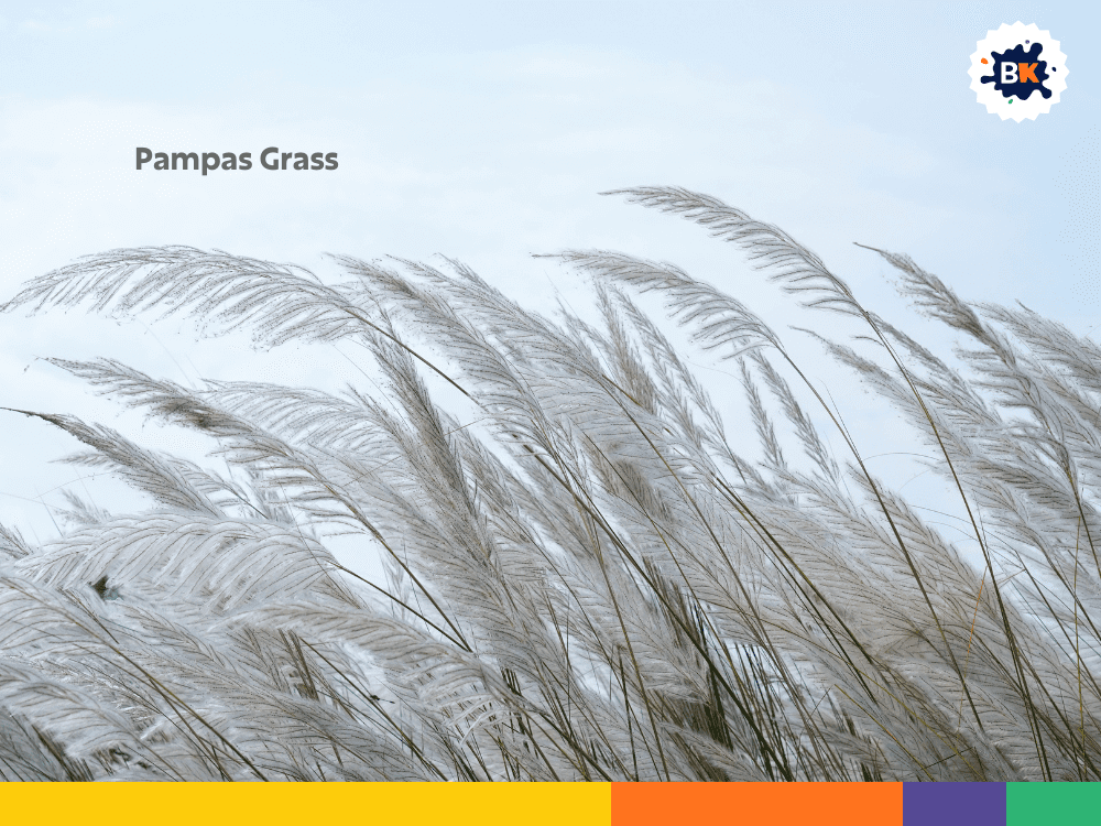 Pampas Grass Pampas Grass